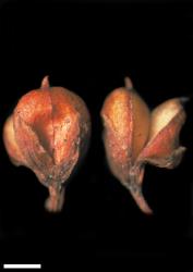 Veronica phormiiphila. Capsules. Scale = 1 mm.
 Image: W.M. Malcolm © Te Papa CC-BY-NC 3.0 NZ